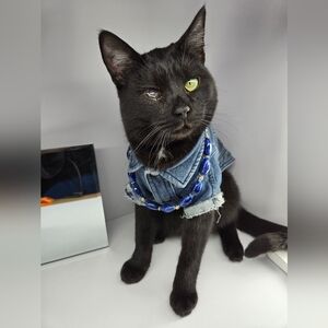 Elegant Blue Beaded Necklace